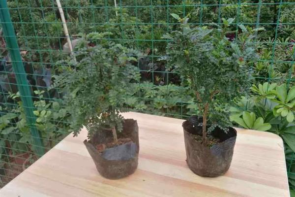 盘龙香怎么养殖，生长期间每隔半个月追施一次饼肥水