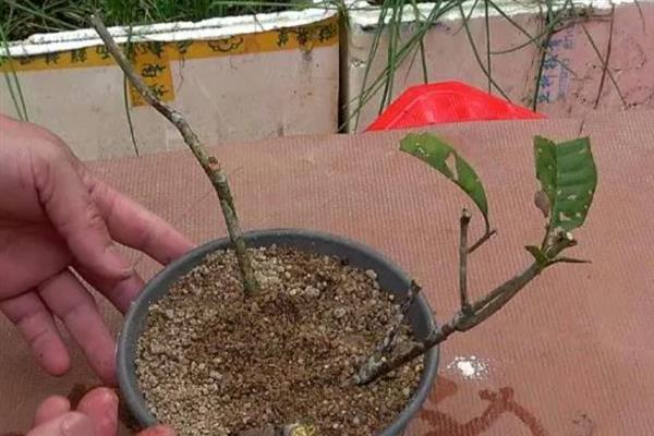 盘龙香怎么养殖，生长期间每隔半个月追施一次饼肥水