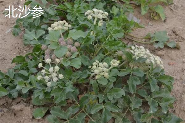 北沙参的产地，主产于山东、河北、辽宁等省份
