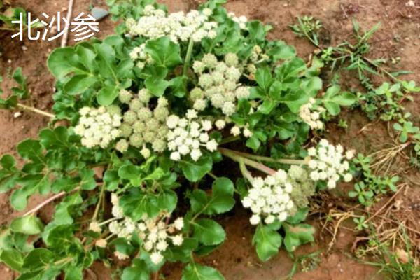 北沙参的产地，主产于山东、河北、辽宁等省份