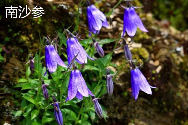 北沙参的产地，主产于山东、河北、辽宁等省份