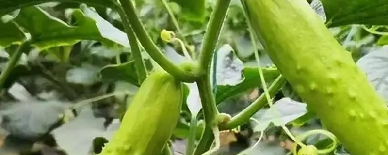 让黄瓜的根系更健旺的方法，增施有机肥可满足根系发育所需的营养