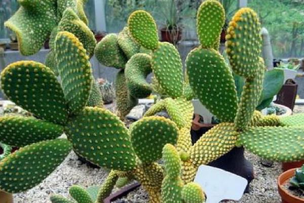哪些植物可全天释放氧气，仙人掌、虎尾兰等品种可24小时释氧
