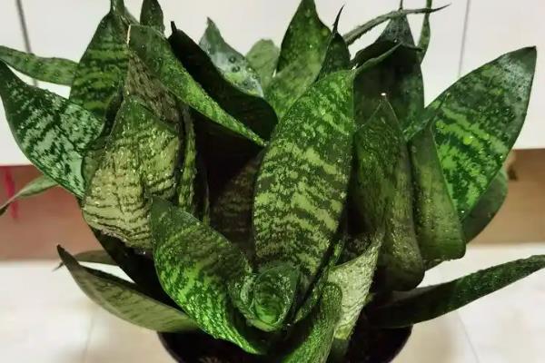 哪些植物可全天释放氧气，仙人掌、虎尾兰等品种可24小时释氧