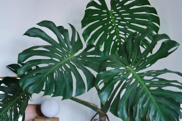 哪些植物可全天释放氧气，仙人掌、虎尾兰等品种可24小时释氧