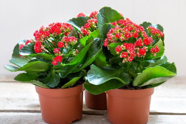 哪些植物可全天释放氧气，仙人掌、虎尾兰等品种可24小时释氧