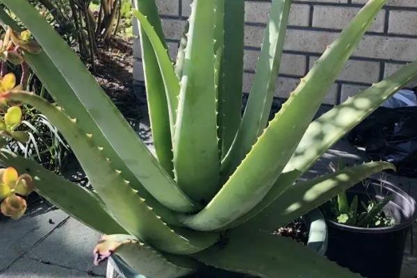 哪些植物可全天释放氧气，仙人掌、虎尾兰等品种可24小时释氧