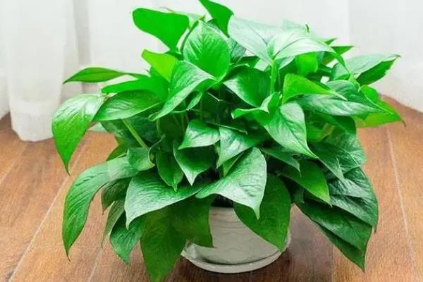 哪些植物可全天释放氧气，仙人掌、虎尾兰等品种可24小时释氧