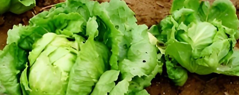 结球生菜的种植方法，先对种子进行催芽处理