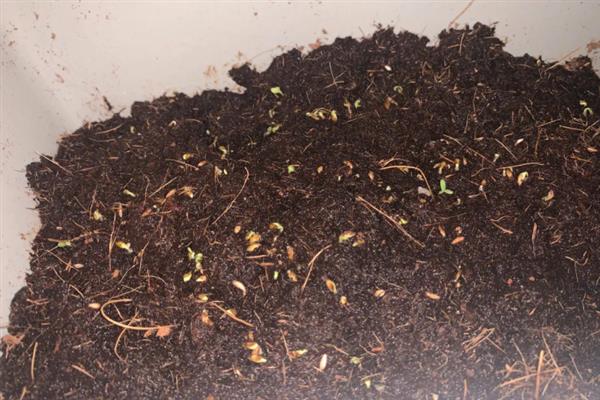 结球生菜的种植方法，先对种子进行催芽处理