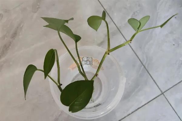 水培绿萝如何越冬，养在光线充足的位置