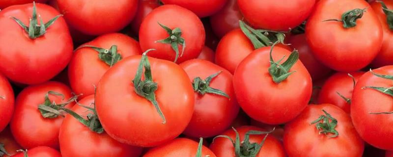 番茄烂果如何防治，坐果后喷施过磷酸钙