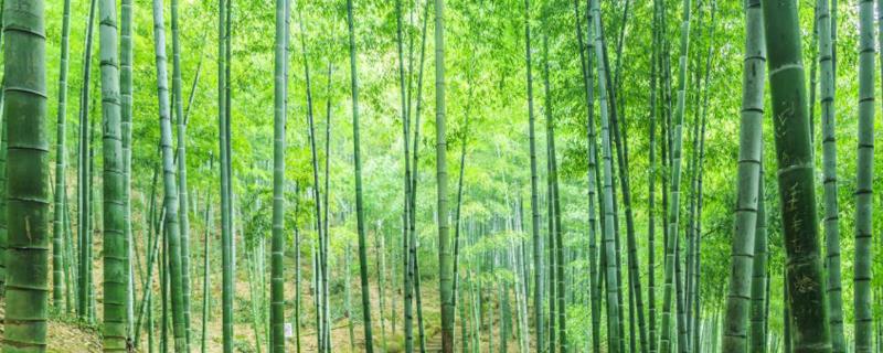 如何修剪竹子，老枝可在基部位置齐根修剪