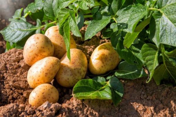 土豆有什么价值，有营养、经济和工业价值