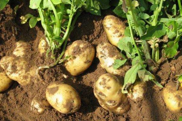 土豆有什么价值，有营养、经济和工业价值