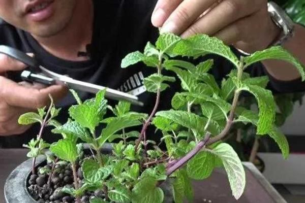 薄荷太长了如何修剪，枝条需要进行适当的疏剪