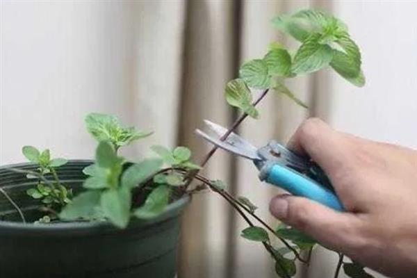 薄荷太长了如何修剪，枝条需要进行适当的疏剪