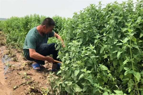 薄荷太长了如何修剪，枝条需要进行适当的疏剪