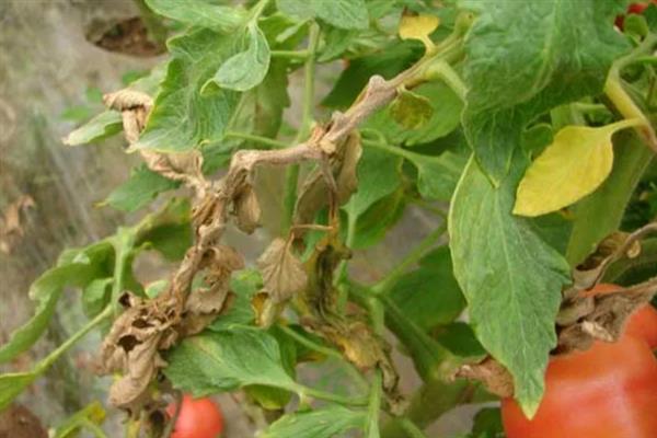 番茄烂果如何防治，坐果后喷施过磷酸钙