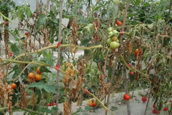 番茄烂果如何防治，坐果后喷施过磷酸钙