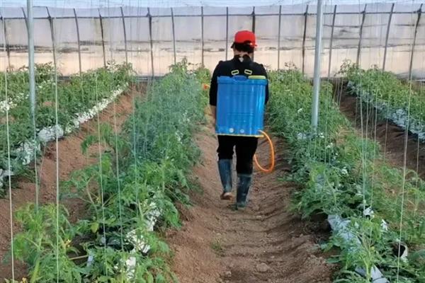 番茄烂果如何防治，坐果后喷施过磷酸钙