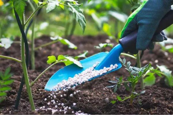 番茄烂果如何防治，坐果后喷施过磷酸钙