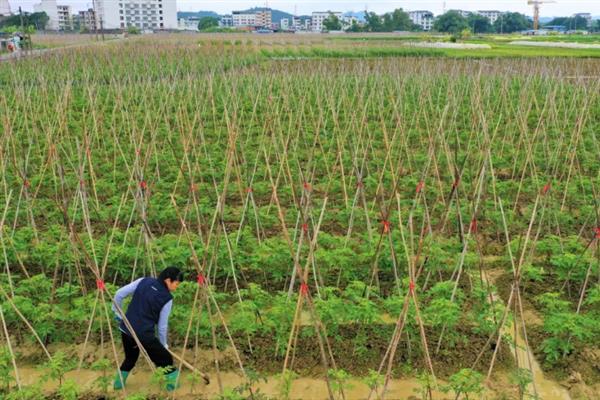 番茄烂果如何防治，坐果后喷施过磷酸钙