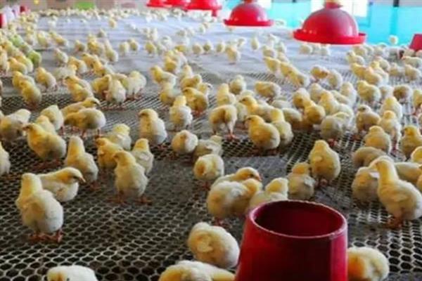 养鸡的适宜温度，饲养成年鸡可保持在20-25℃