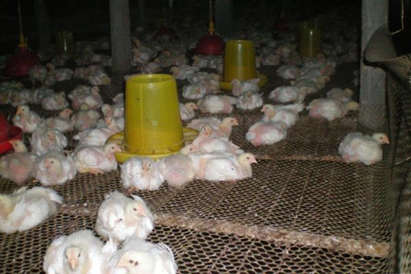 养鸡的适宜温度，饲养成年鸡可保持在20-25℃