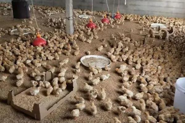 养鸡的适宜温度，饲养成年鸡可保持在20-25℃