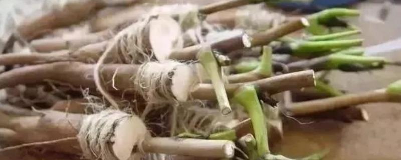 牡丹什么时候嫁接，不同嫁接方法对应的时间有区别