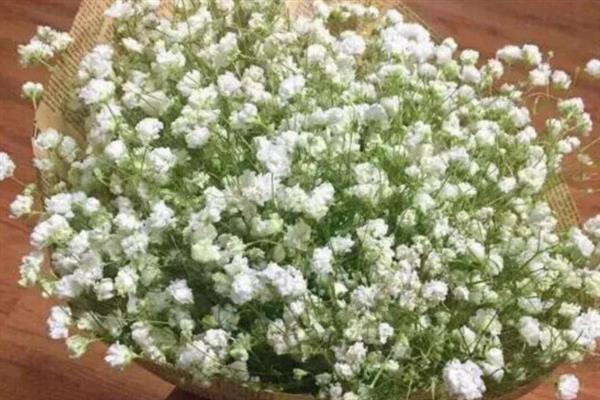 白色满天星有什么花语，代表浪漫纯洁、清纯天真、爱如繁星