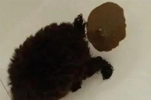 判断狗狗呕吐情况的方法，吐出透明或白稀物质可能是发生了胃炎