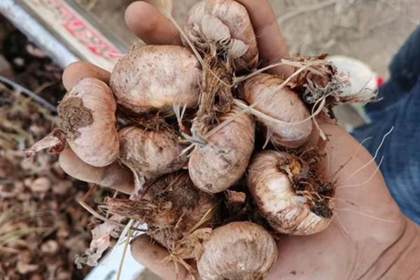 西红花怎么种植，生根抽叶后定期追施稀薄的肥液