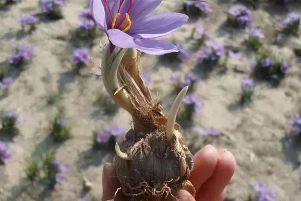 西红花怎么种植，生根抽叶后定期追施稀薄的肥液
