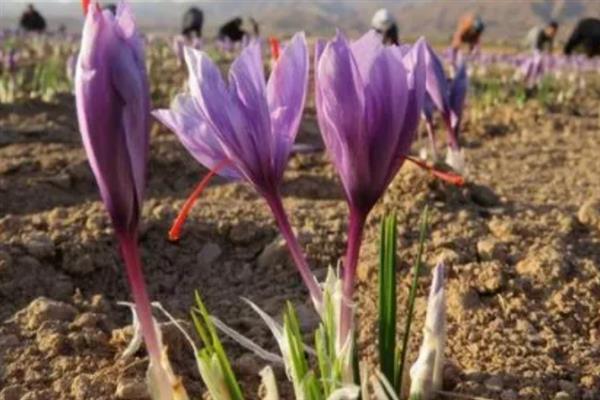 西红花怎么种植，生根抽叶后定期追施稀薄的肥液