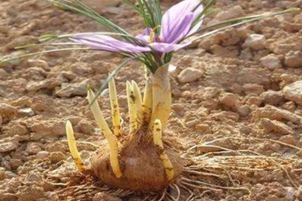 西红花怎么种植，生根抽叶后定期追施稀薄的肥液