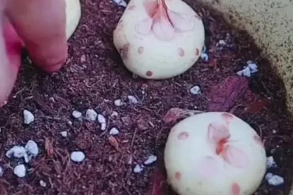 西红花怎么种植，生根抽叶后定期追施稀薄的肥液