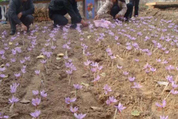 西红花怎么种植，生根抽叶后定期追施稀薄的肥液