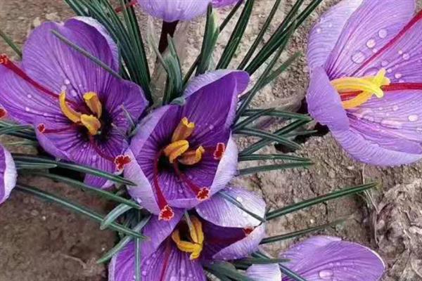 西红花怎么种植，生根抽叶后定期追施稀薄的肥液