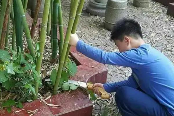 如何修剪竹子，老枝可在基部位置齐根修剪