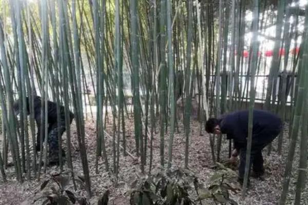 如何修剪竹子，老枝可在基部位置齐根修剪