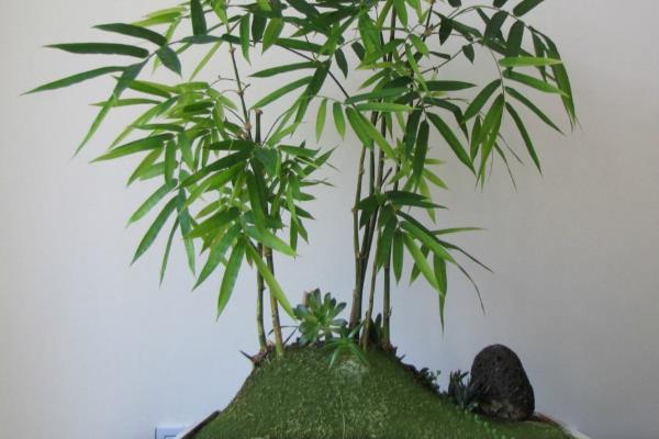 如何修剪竹子，老枝可在基部位置齐根修剪