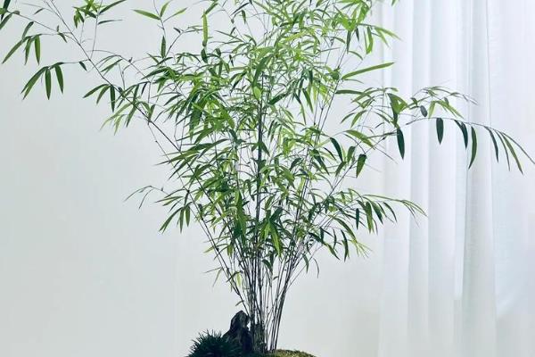 如何修剪竹子，老枝可在基部位置齐根修剪