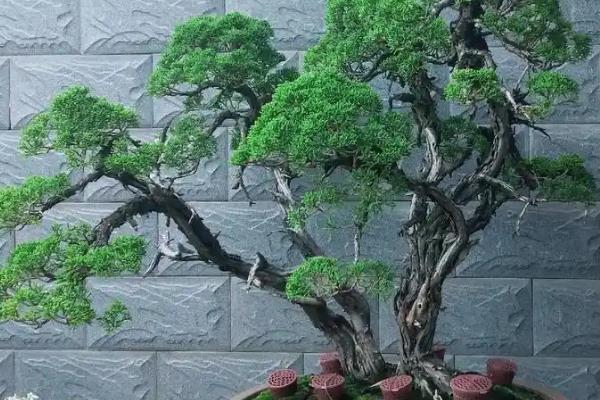 养护济州真柏要注意什么，夏季和冬季要暂停施肥