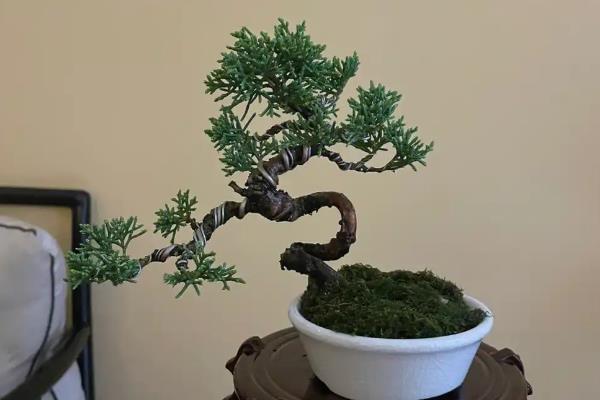 养护济州真柏要注意什么，夏季和冬季要暂停施肥