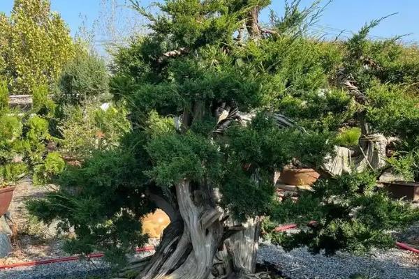 养护济州真柏要注意什么，夏季和冬季要暂停施肥
