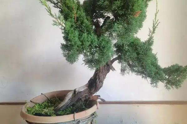 养护济州真柏要注意什么，夏季和冬季要暂停施肥