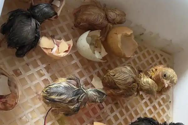 小鸡啄破小洞是否还要孵化，停止孵化等待小鸡破壳即可