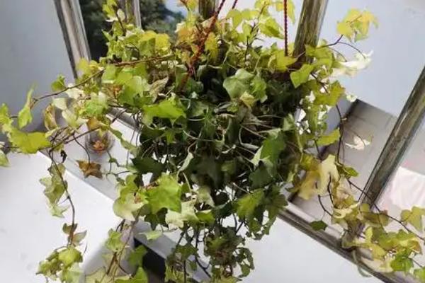 常春藤多久浇水一次，不同季节的浇水频率不同